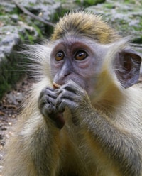 Le fameux singe vert de Barbade
