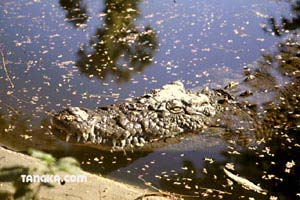 Crocodiles - Ressources en eau