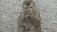 Macaques - Faune