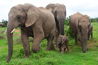 Éléphants d'Afrique - l'éléphant