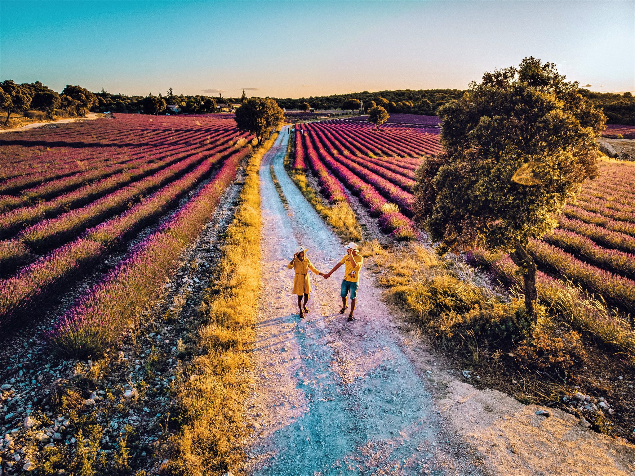 Couple dans les champs de lavande en Provence