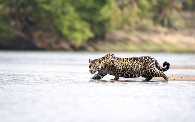 Jaguar Brésil