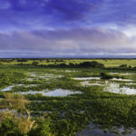 Pantanal Brésil