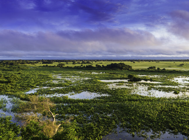 Pantanal Brésil