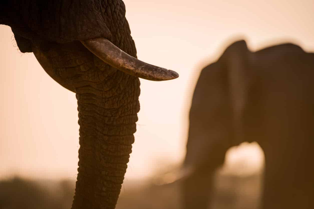 Éléphant de brousse africaine - l'éléphant