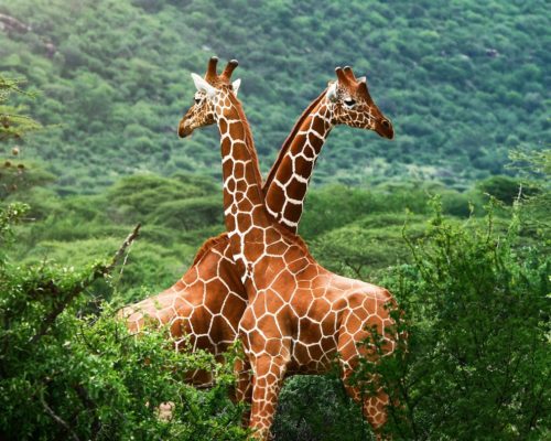 Girafe - Fond d'écran