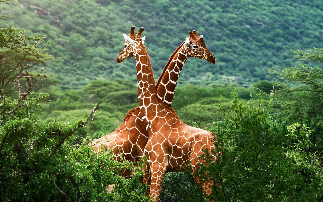 Girafe - Fond d'écran