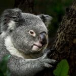 Koala - Chien
