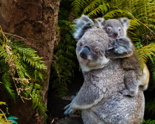 Koala - Bébé Koala