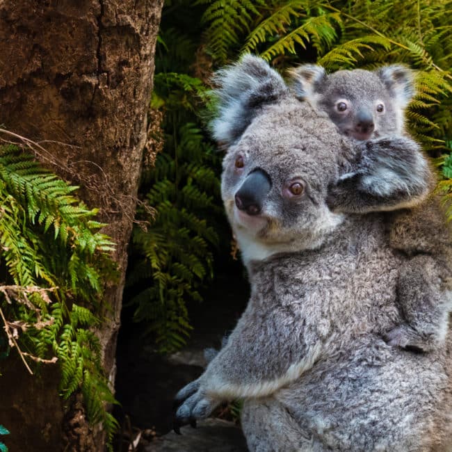 Koala - Bébé Koala