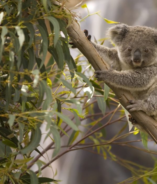 Koala - Sanctuaire de Lone Pine Koala