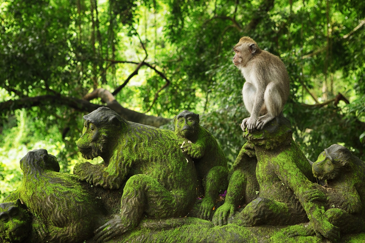 Sanctuaire de la forêt sacrée des singes - Terrains