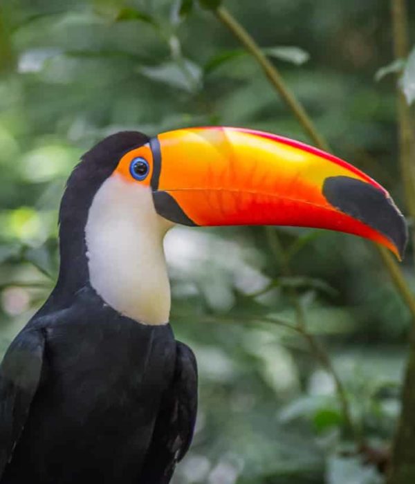Toco toucan - Des oiseaux