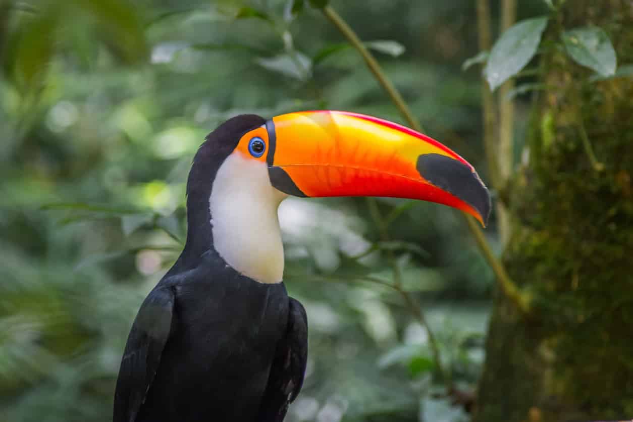 Toco toucan - Des oiseaux
