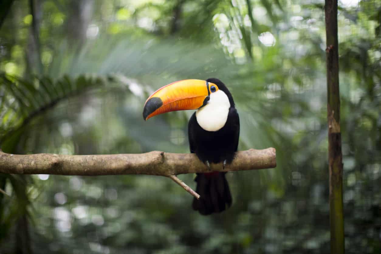 Toco toucan - Toucan à quille
