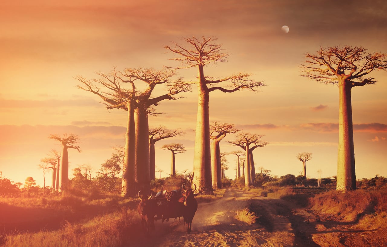 Avenue des Baobabs - Morondava