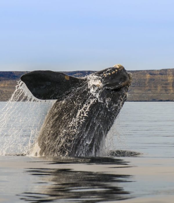 Baleine noire de l'Atlantique Nord - Baleine franche australe