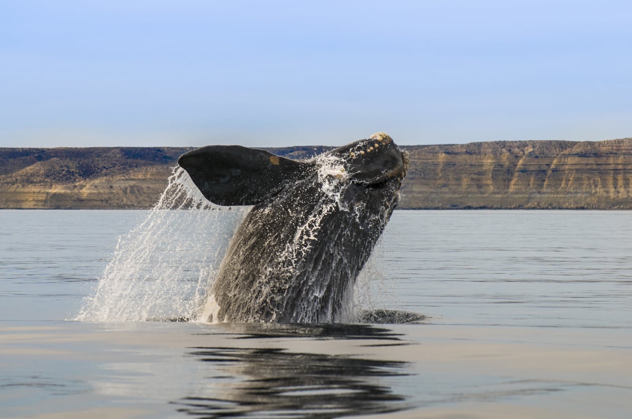 Baleine noire de l'Atlantique Nord - Baleine franche australe