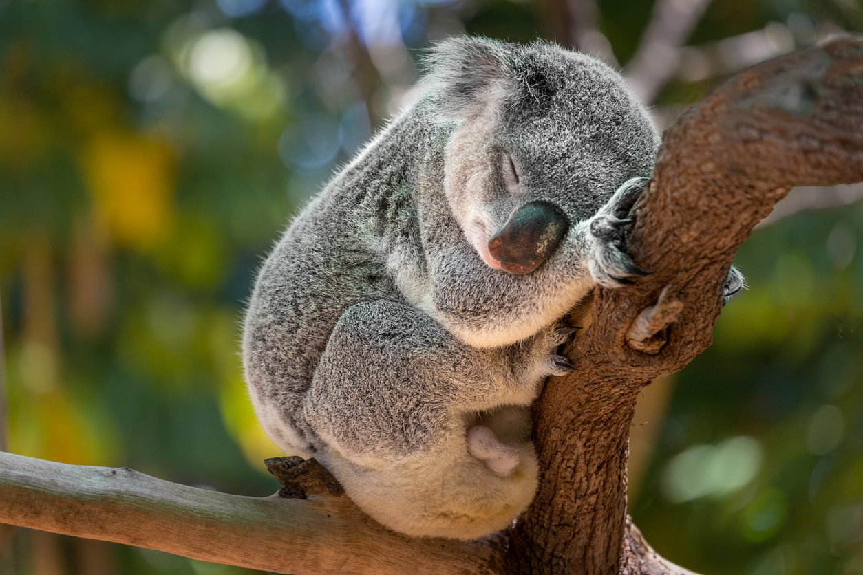 Koala - Faune