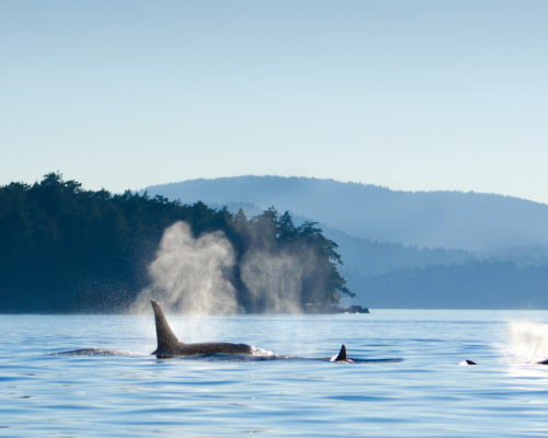Orque - Baleines