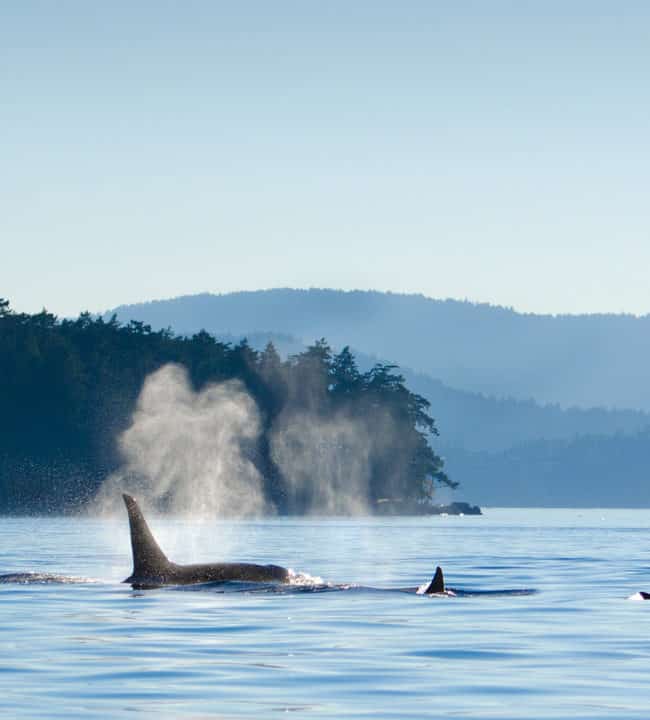 Orque - Baleines