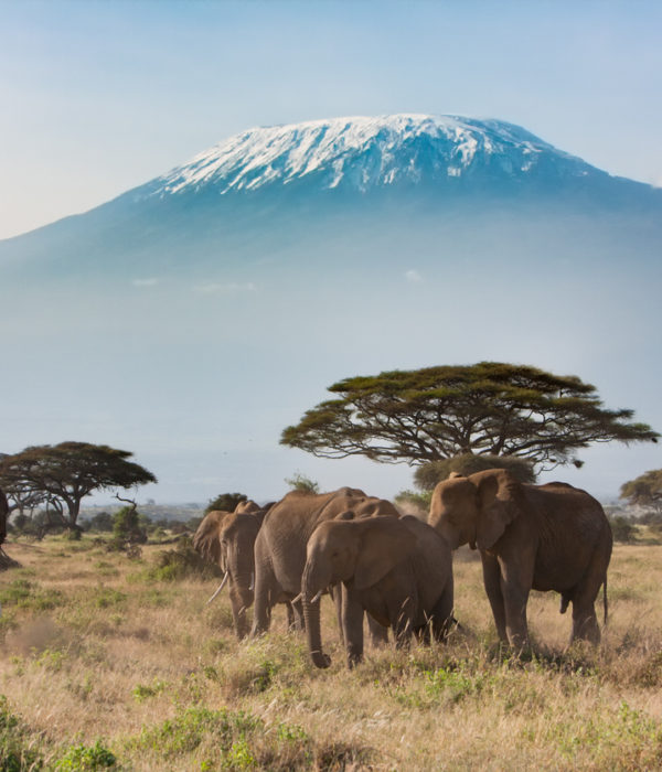 le Mont Kilimanjaro - Parc national d'Amboseli
