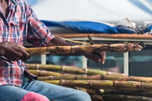 Un homme entrain de peler une canne à sucre en Guadeloupe