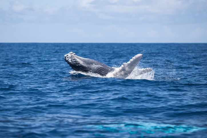 Cétacés - Baleine à bosse