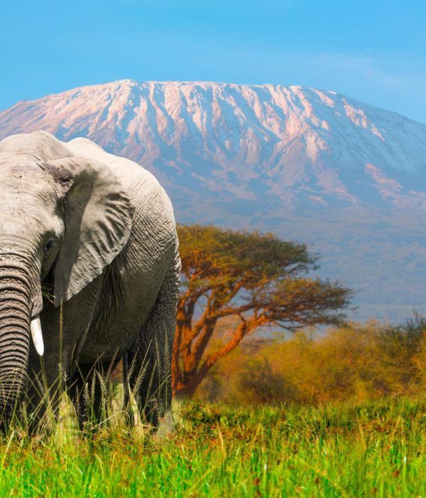 Elephant au premier plan avec en fond la montagne du Kilimandjaro
