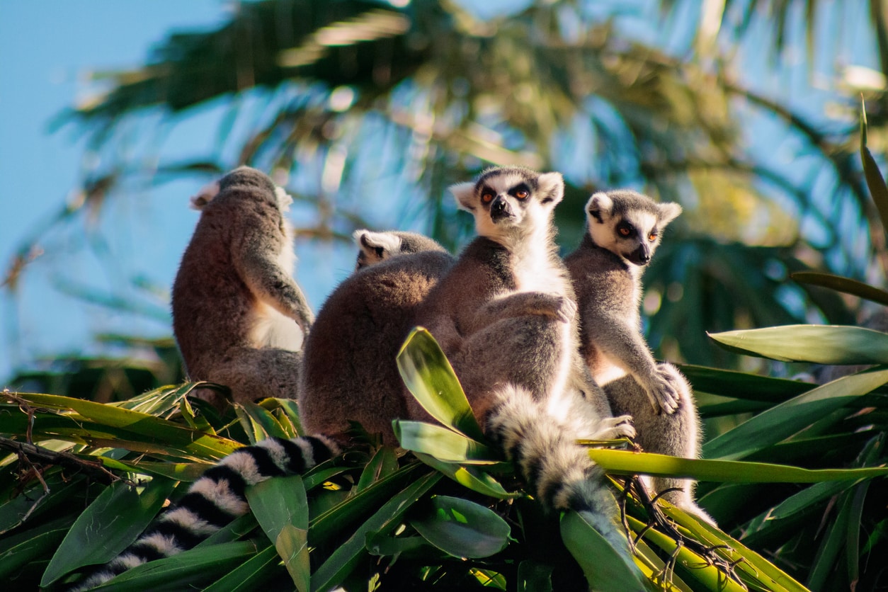 Lémuriens - Madagascar