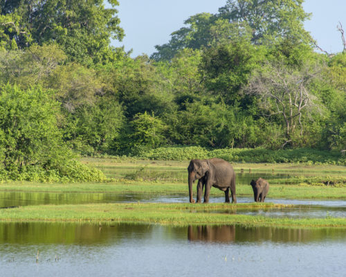 Éléphants d'Afrique - stock.xchng
