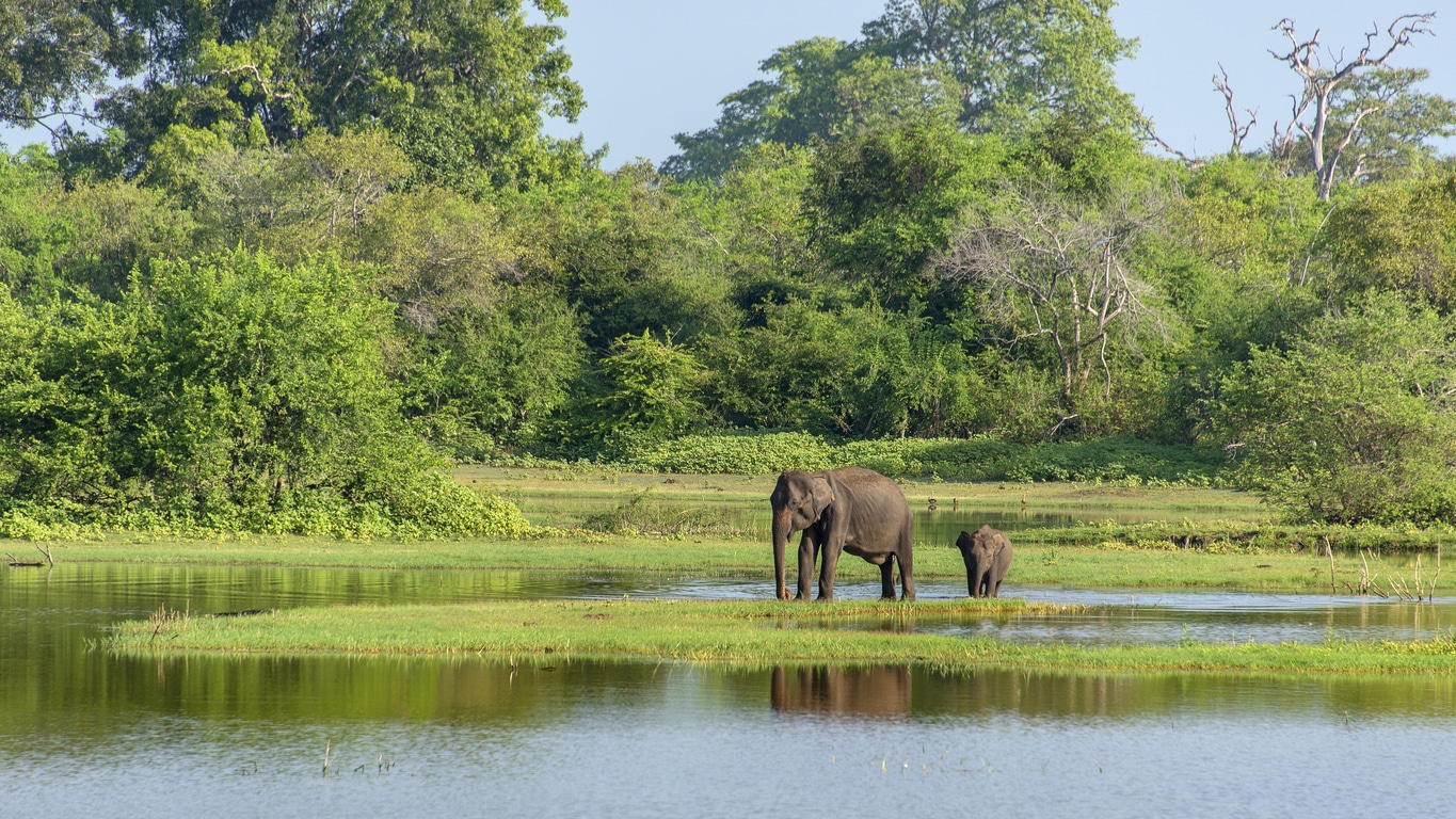 Éléphants d'Afrique - stock.xchng