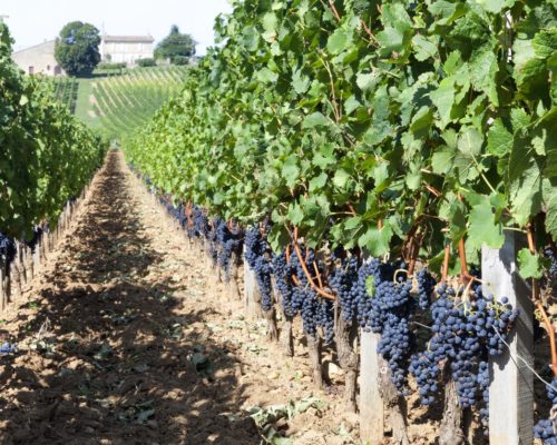 Vin - Bordeaux wine