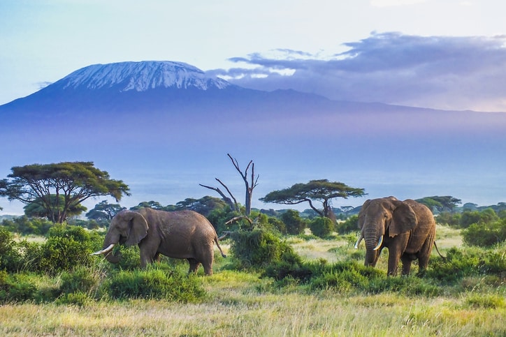 le Mont Kilimanjaro - Parc national de Tarangire