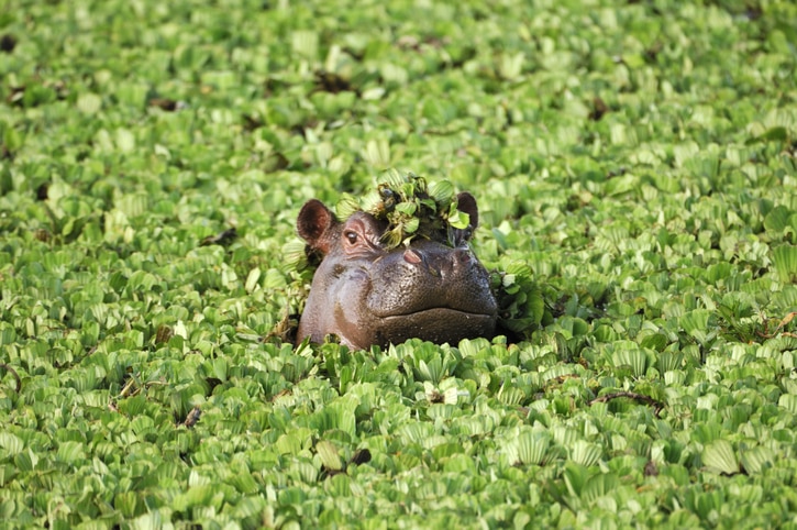 Hippopotame pygmée - stock.xchng