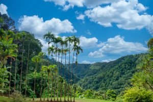 Vue du beau jardin de Balata en Martinique