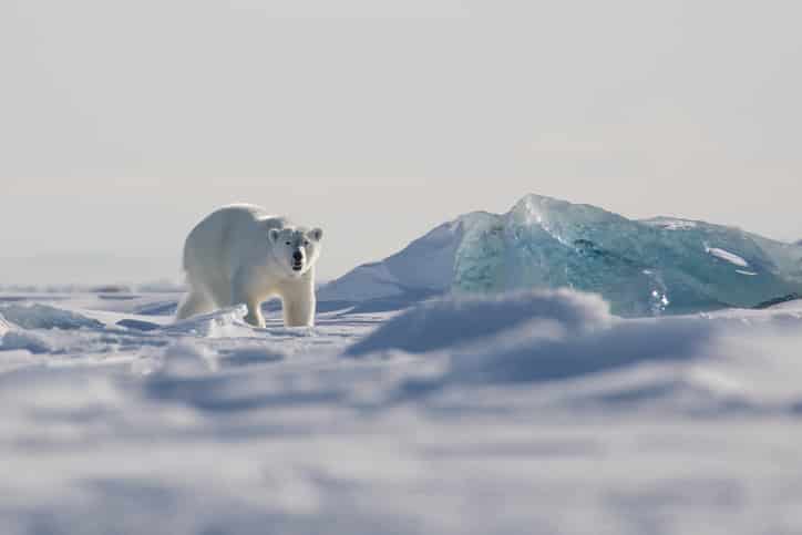 Jan Mayen - Ours polaire