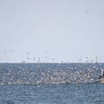 Bateau de pêche - Oiseau de mer