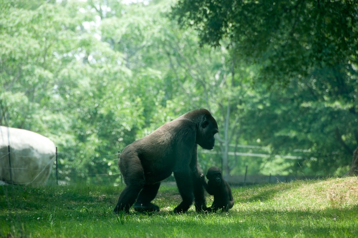 Chimpanzé - Primate