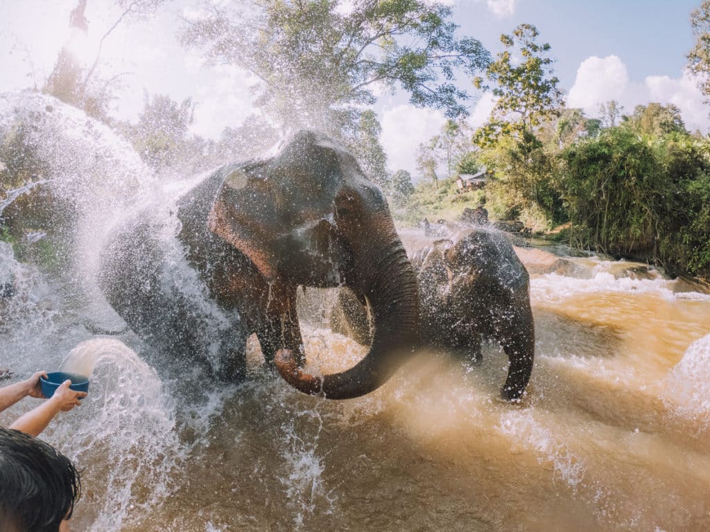 Baignade d'éléphants, Thaïlande