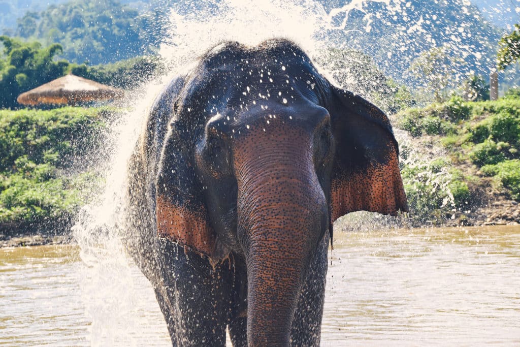 Eléphant - Thaïlande