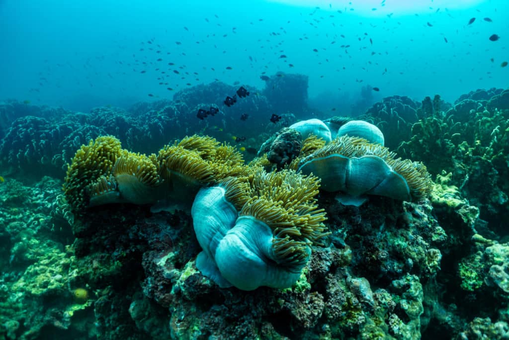Vie sous-marine aux îles Surin