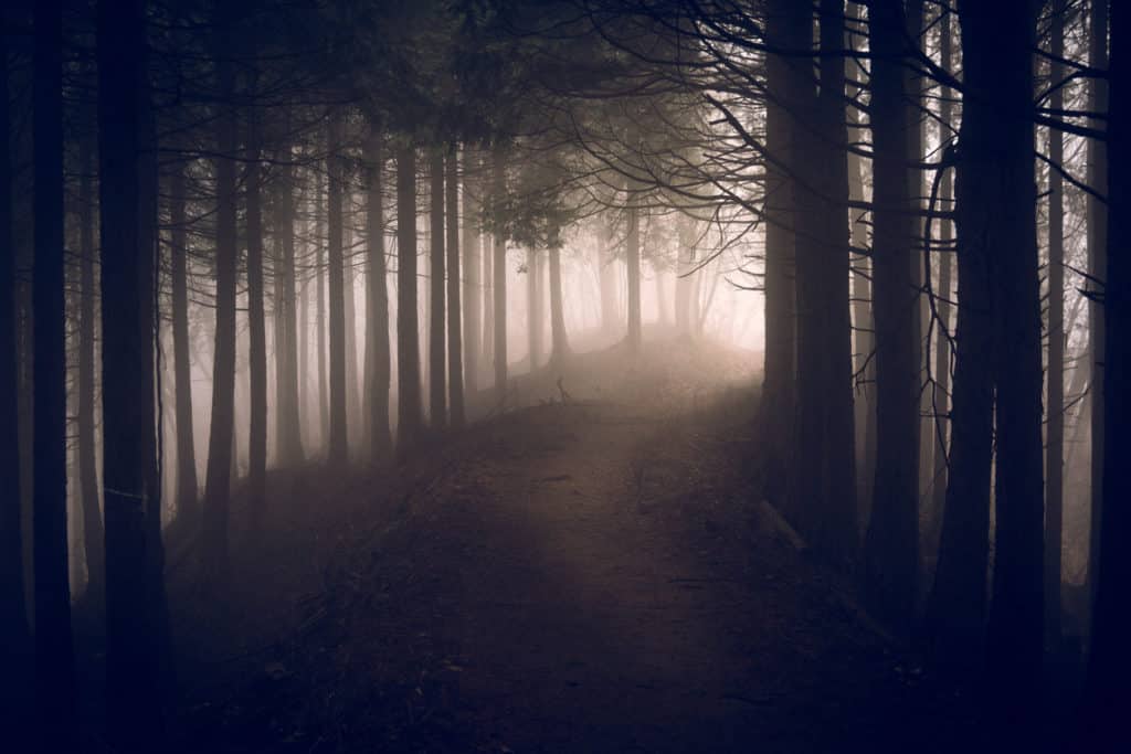 Se faire peur dans une forêt mystérieuse