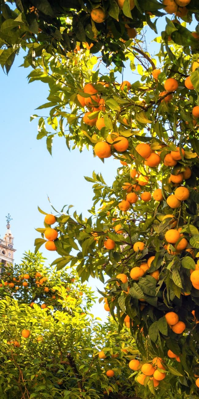 La cathédrale de Séville depuis un jardin d'oranger