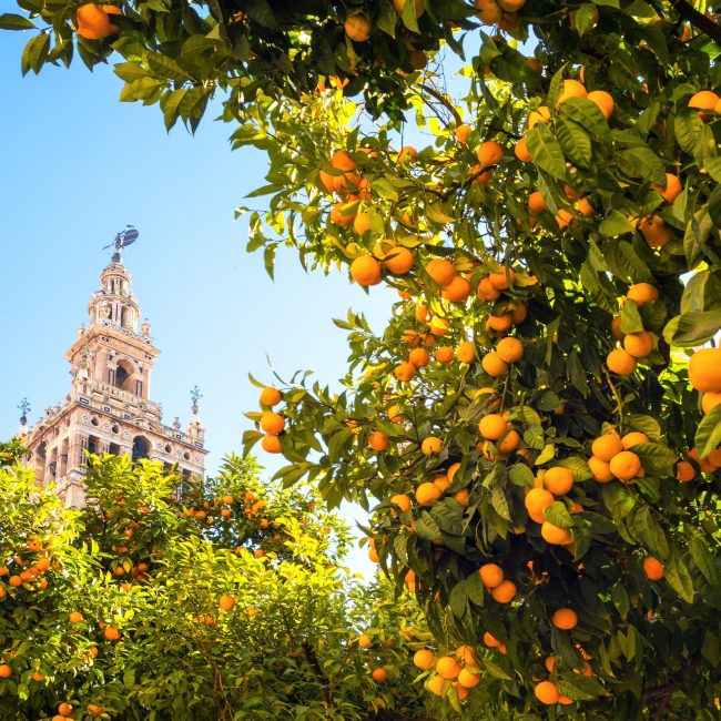 La cathédrale de Séville depuis un jardin d'oranger