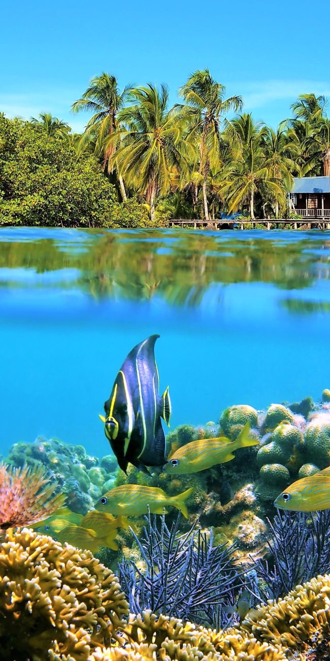 Fond marin de Bocas del Toro avec une cabane de pêcheur dans la forêt tropical en arrière-plan