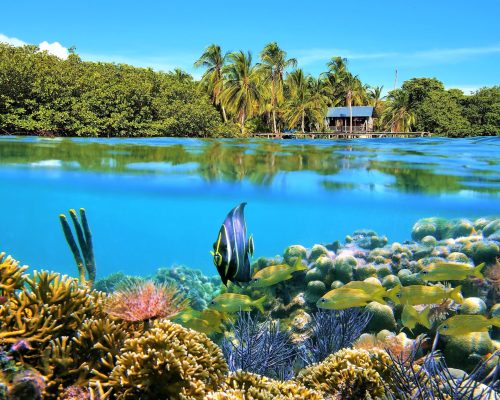 Fond marin de Bocas del Toro avec une cabane de pêcheur dans la forêt tropical en arrière-plan