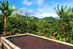 Plantation de café sur la route du Café au Panama