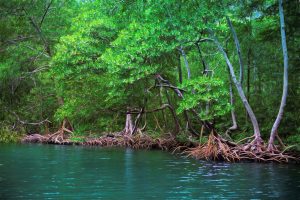 Road trip en République Dominicaine : la mangrove, dans le parc national de los Haitises, près de la péninsule de Samana