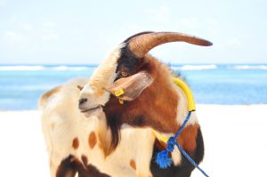 Chèvre sur la plage, sur l'île de la Désirade en Gualeloupe, avec la mer en arrière plan